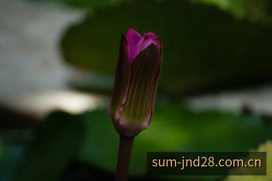 加拿大28和值走势与开奖雷达监测图谱